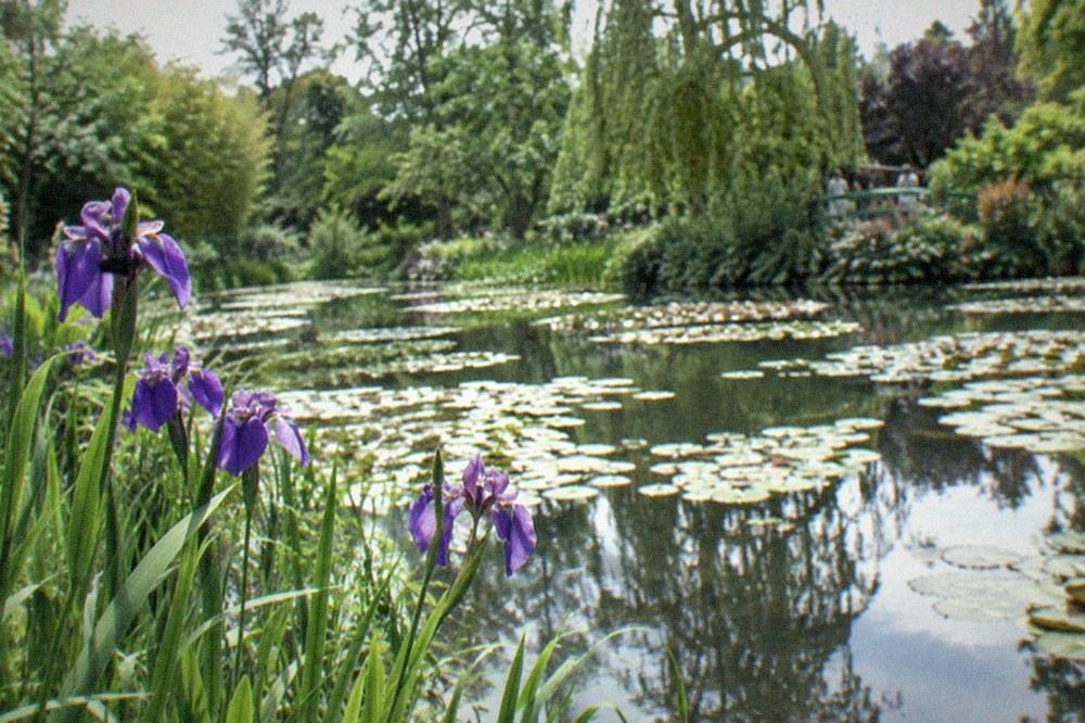 Close view of purple irises at the edge of the water garden pond at Giverny