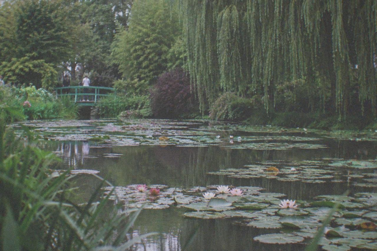 Water lilies flowering on the pond at the Fondation Claude Monet gardens, with the Japanese bridge and willows behind