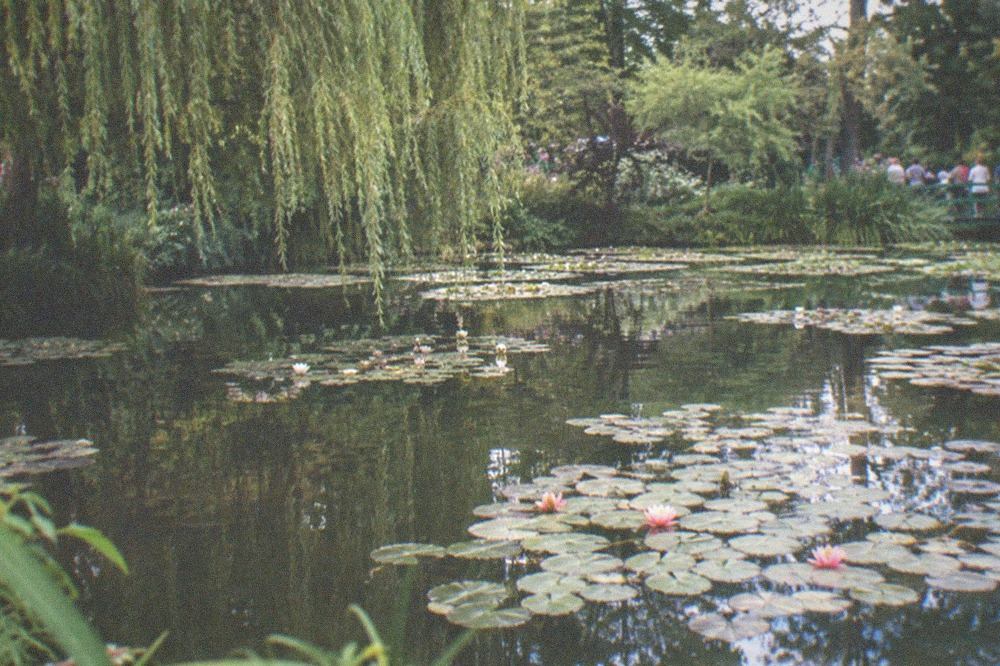 Water lilies floating on a pond in the gardens at Giverny with green reflections on the surface