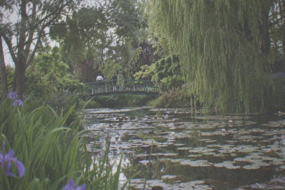 A Japanese footbridge arching over a lily pond ringed with willows and irises